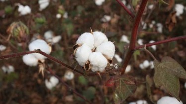 Cotton showed the way. Why has India stopped walking it?